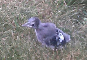 IMG_20140713_061849-1-1